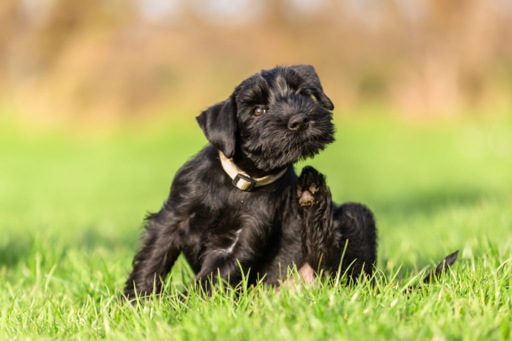 flea hot spots on dogs