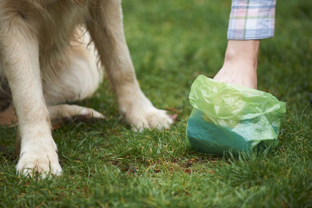 blood in dog poop