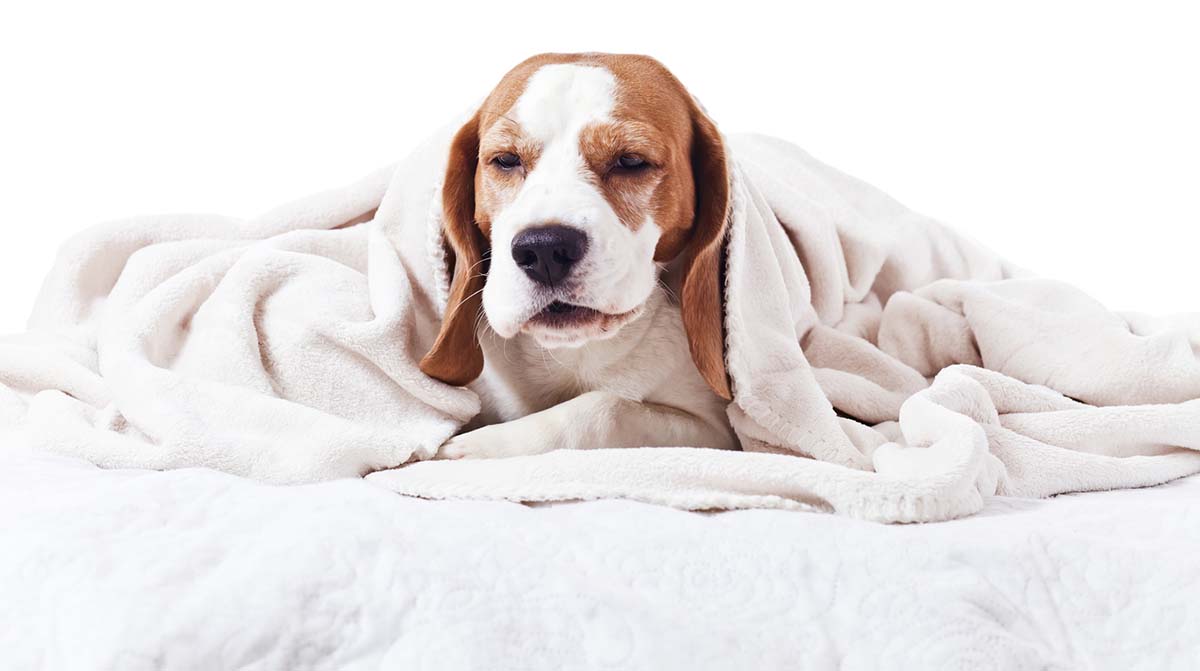 Can Dogs Get the Flu?