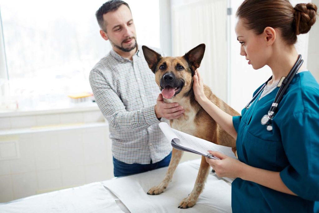 dog at vet
