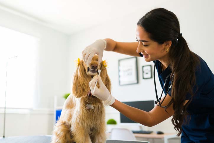 5 Ways to Keep Your Dogs Teeth Clean