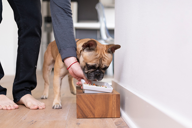 dog eating