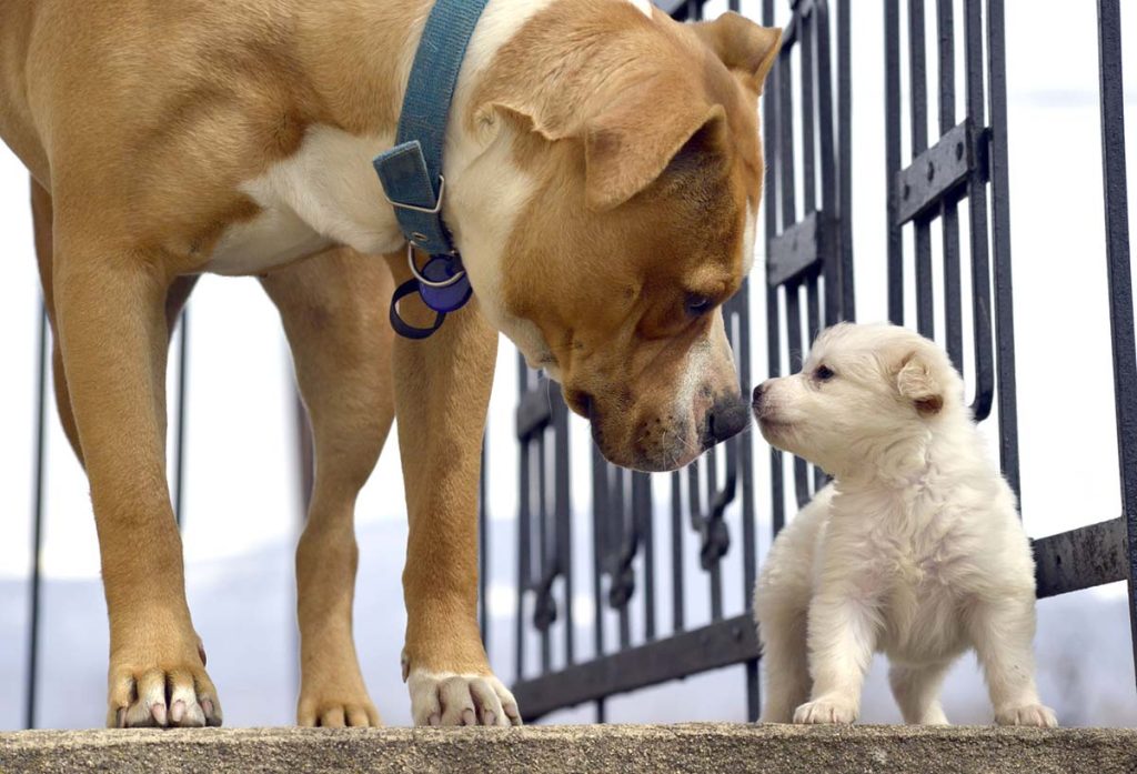 introducing a new dog to your home
