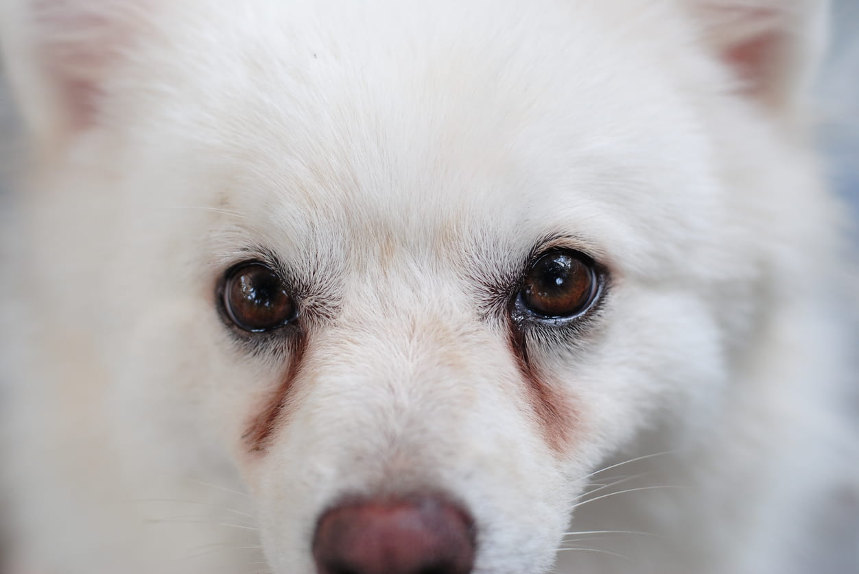 How to Help Improve Dog Tear Stains Naturally