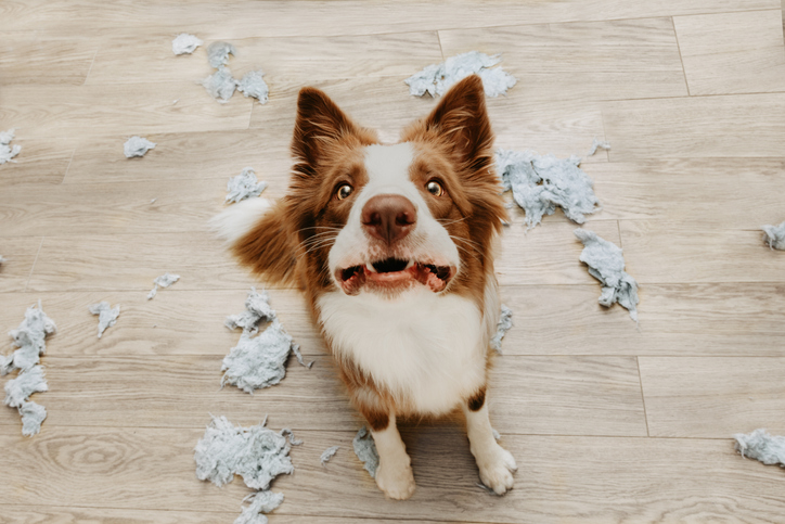 Symptoms of Separation Anxiety in Dogs