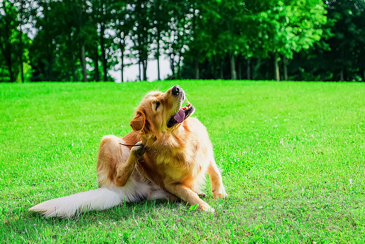 Identifying Dog Dermatology Issues