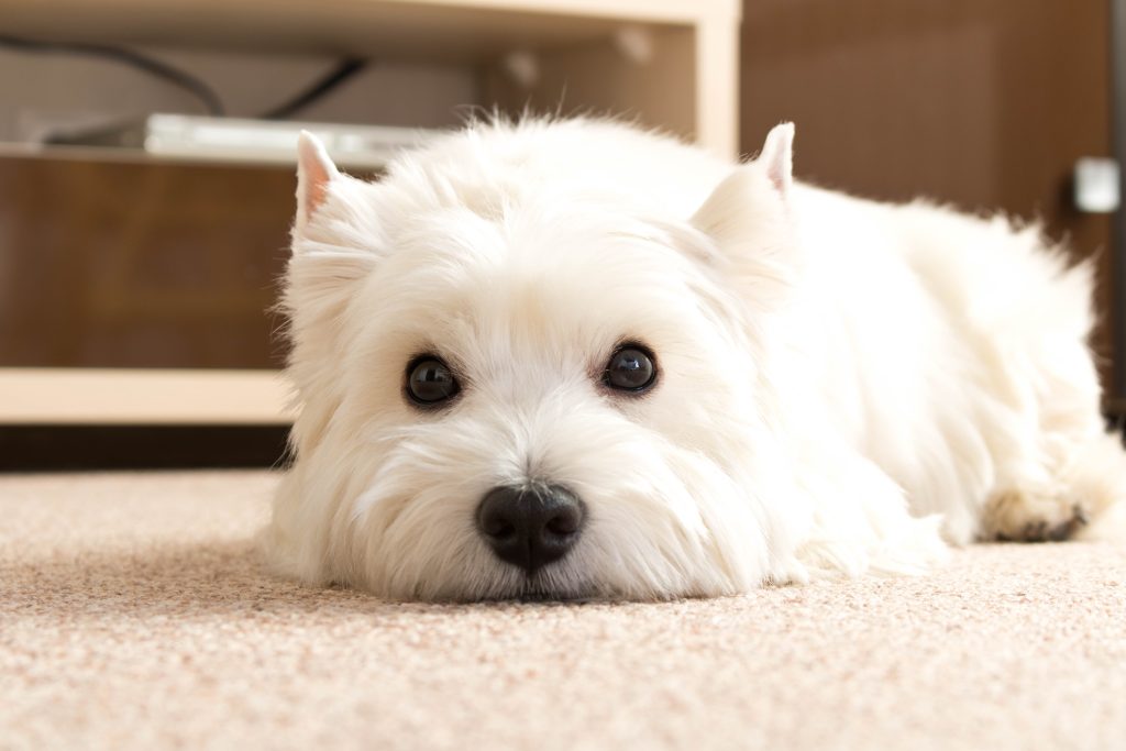white dog