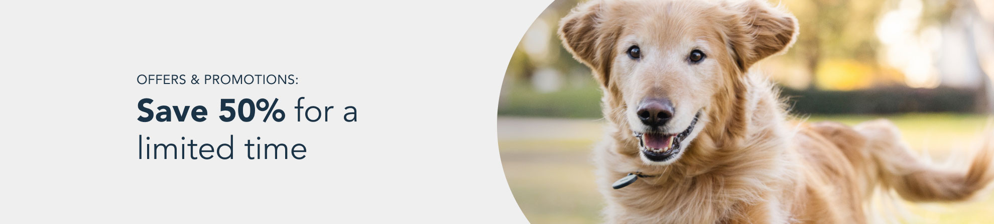 healthy meals for dogs banner tablet