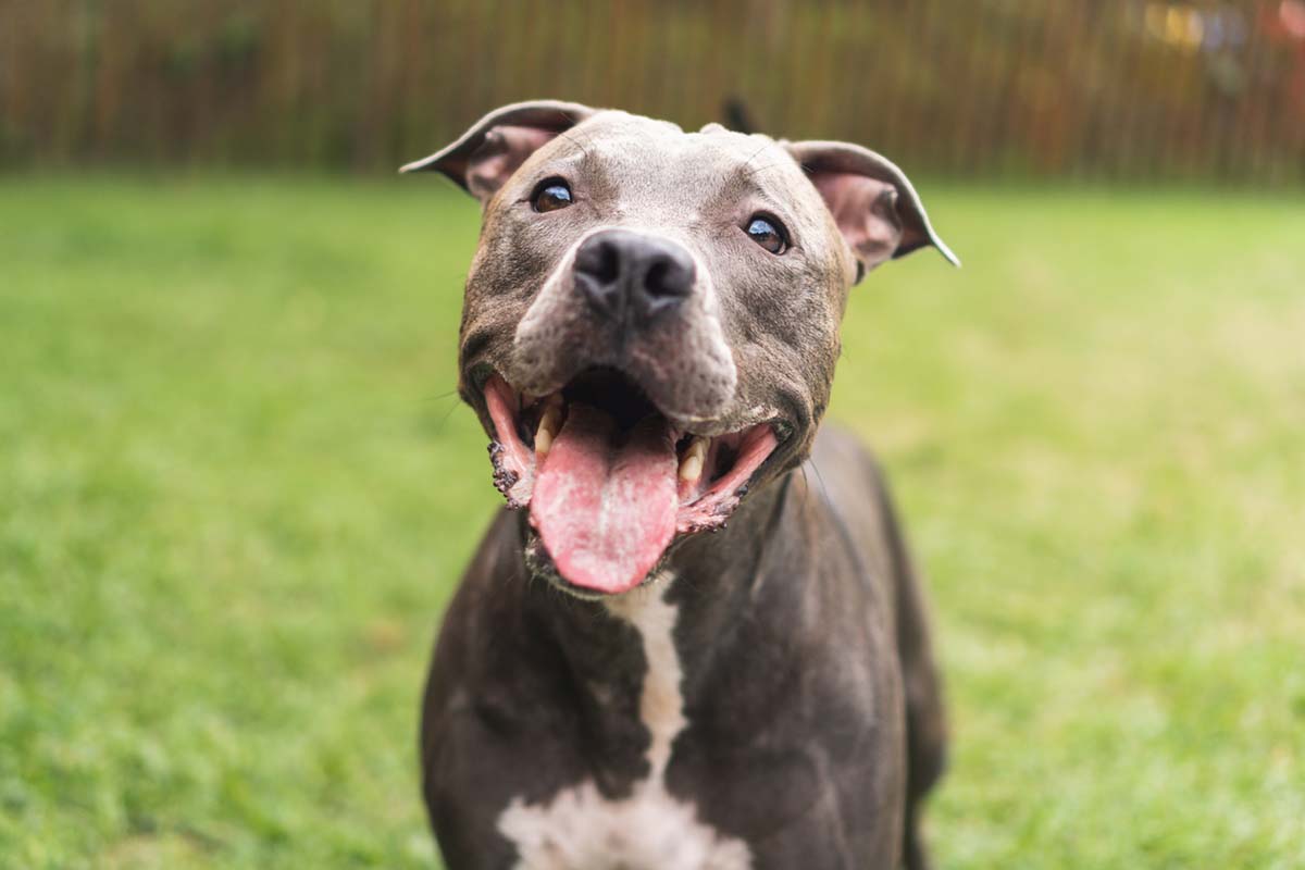 Pit Bull Myths, Misconceptions, and Misinformation