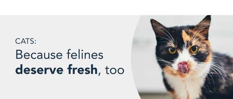 Healthy cat food banner tablet