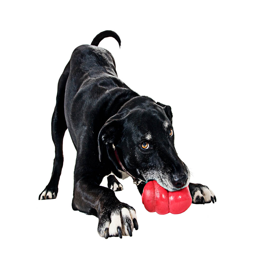 dog enrichment ideas