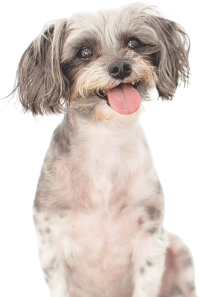 Feeding calculator for dogs and puppies